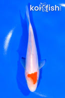 5.75" DOITSU TANCHO KOHAKU
