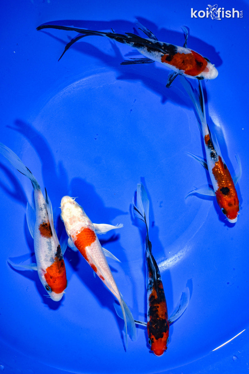 PACK OF (5) 5-6" BUTTERFLY KOI