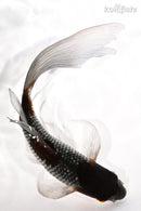 7" GINRIN OCHIBA SHIGURE BUTTERFLY