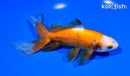 5.75" WATONAI GOLDFISH