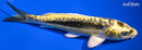 7.25" KIN KIKOKURYU