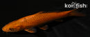 5.75" CHAGOI