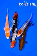 PACK OF (5) 4.75-5" STANDARD KOI