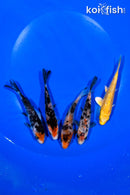 PACK OF (5) 4.25" STANDARD KOI