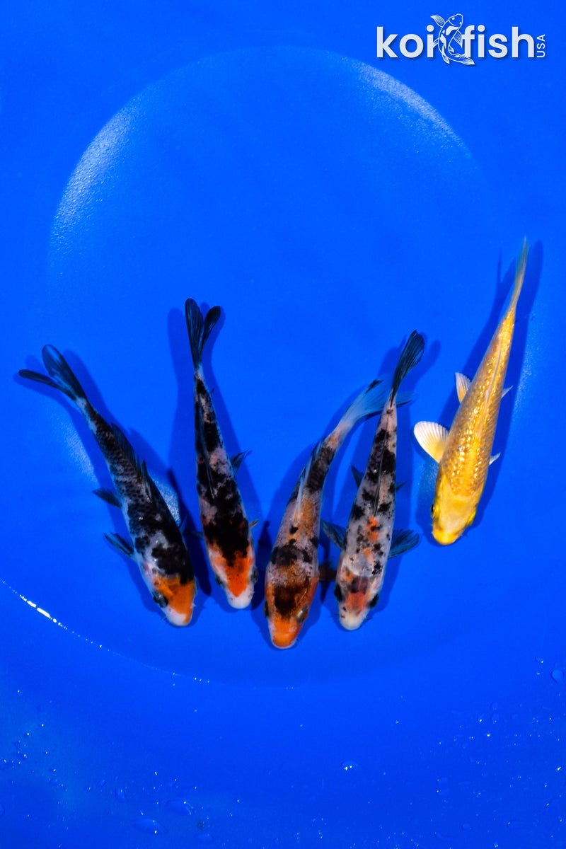 PACK OF (5) 4.25" STANDARD KOI