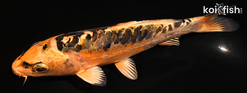 7.25" ARAGOKE ORENJI MATSUBA