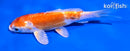 5" KIKUSUI