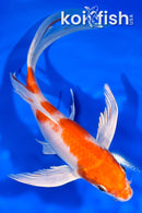 8" HARIWAKE BUTTERFLY