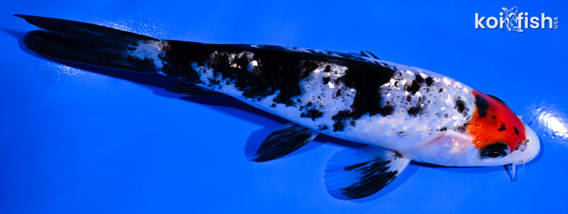 5.5" GINRIN TANCHO SANKE