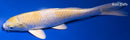 8.75" LEMON HARIWAKE