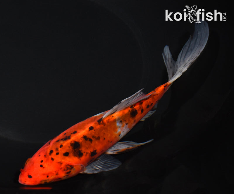 7.5" SHUBUNKIN GOLDFISH