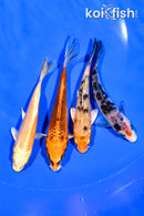 PACK OF (4) 4.5-5.25" MIXED STANDARD KOI