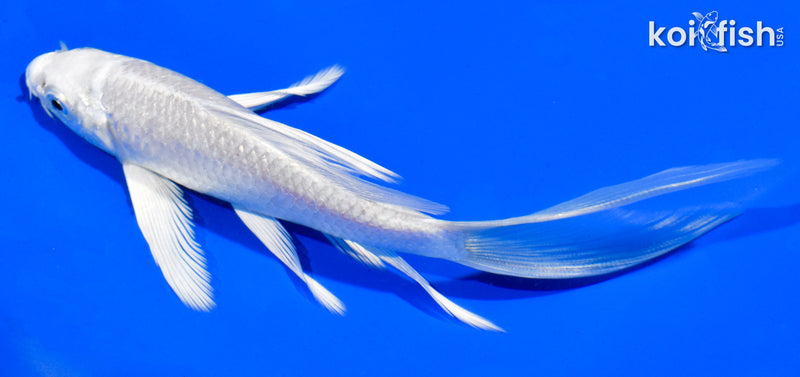 5.5" PLATINUM OGON BUTTERFLY