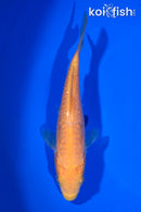 5.25" ARAGOKE CHAGOI