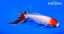 5.25" WATONAI GOLDFISH