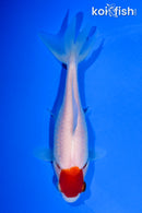 5" TANCHO WAKIN GOLDFISH