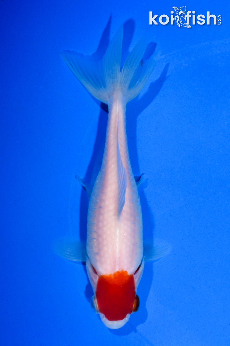 5" TANCHO WAKIN GOLDFISH