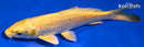 5.75" YAMABUKI OGON