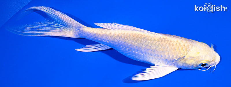 5.25" YAMABUKI OGGGON BUTTERFLY