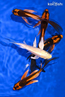 PACK OF (5) 5-5.25" BUTTERFLY KOI