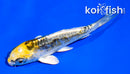 4" KIN KIKOKURYU