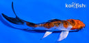 4" GINRIN KUJAKU BUTTERFLY