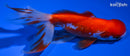5.25" ORANDA GOLDFISH