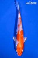7" KOHAKU