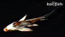 4.5" BENI KIKOKURYU BUTTERFLY