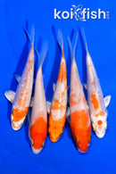 PACK OF (5) 4" STANDARD KOI