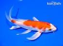 7.25" HARIWAKE BUTTERFLY