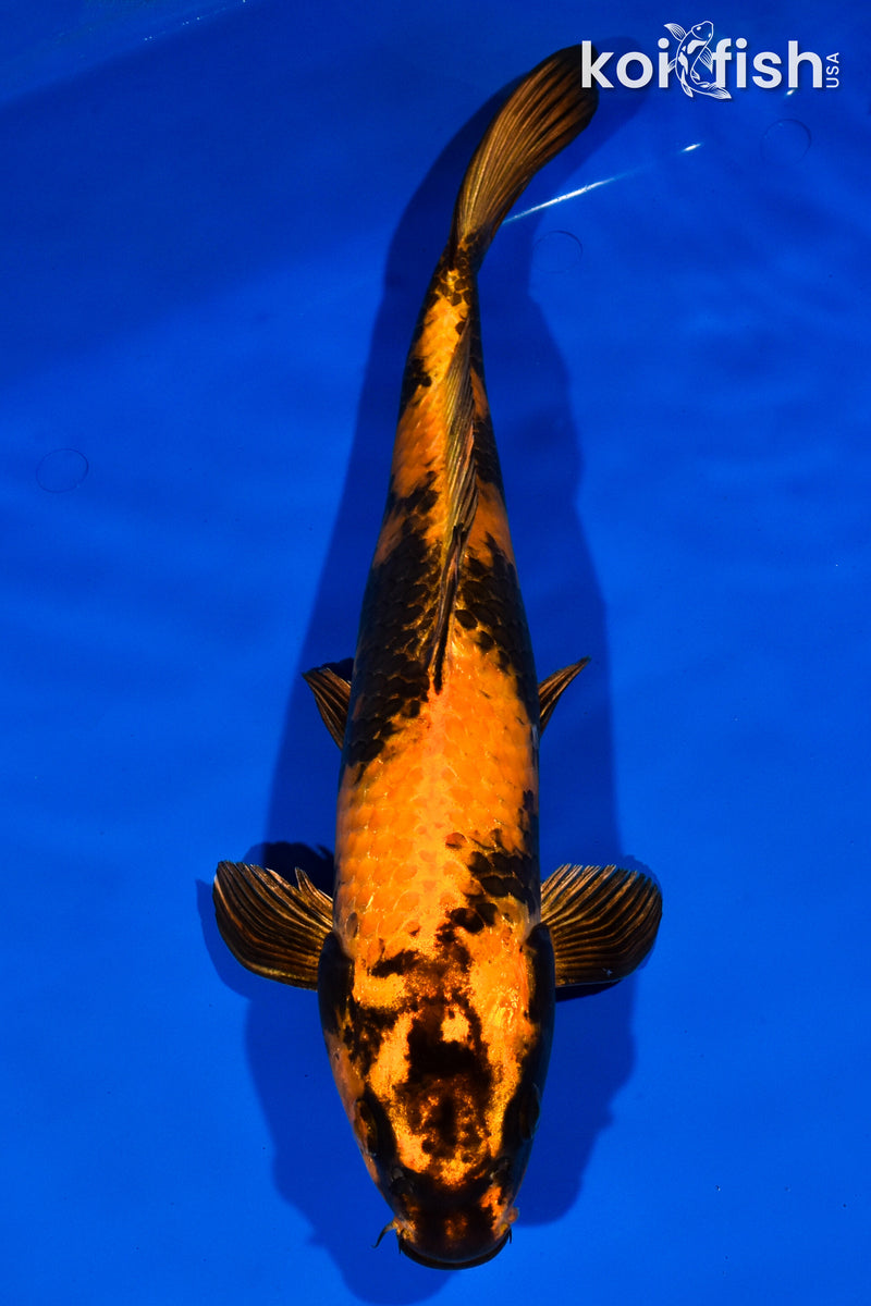 14.5" KIN HI UTSURI