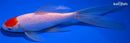 7.25" TANCHO COMET GOLDFISH