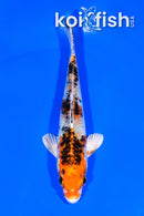 5.25" GINRIN YAMATO NISHIKI