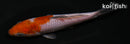 5.5" OCHIBA SHIGURE