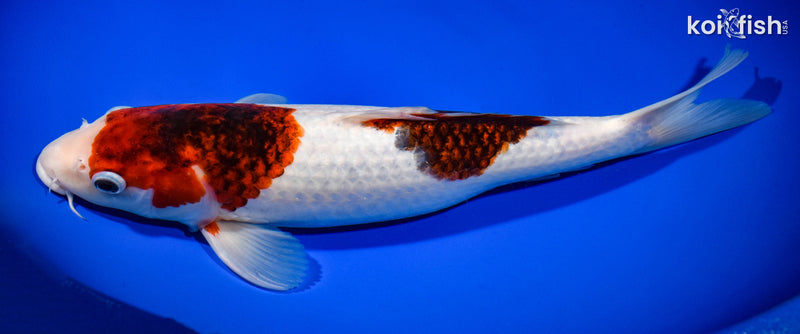 13" GOROMO