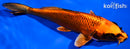 6.5" ORENJI MATSUBA