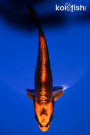 6.5" BENI KIKOKURYU