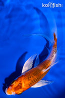 5.5" METALLIC GOROMO BUTTERFLY