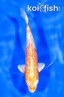 5.75" GINRIN HARIWAKE