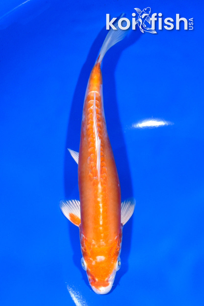 7.5" KIKUSUI