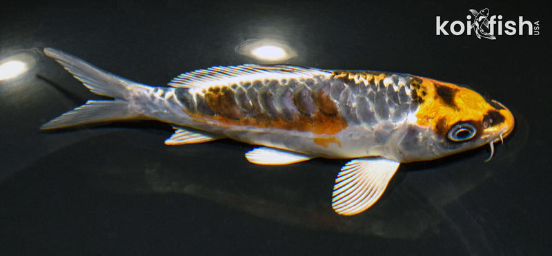 5.5" ARAGOKE BENI KIKOKURYU