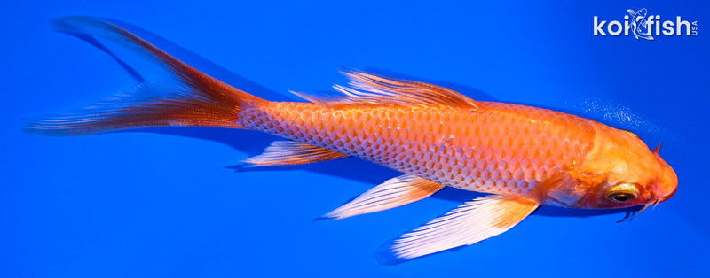 5.75" ORENJI OGON BUTTERFLY