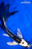 5.5" GIN MATSUBA BUTTERFLY