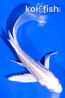 5" DOITSU PLATINUM OGON BUTTERFLY
