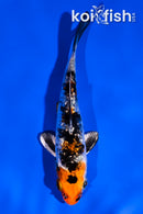 3.5" GINRIN YAMATO NISHIKI