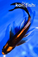 7.5" ORENJI MATSUBA BUTTERFLY