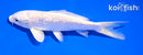 5" GINRIN PLATINUM OGON