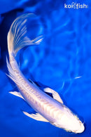 6.75" DOITSU PLATINUM OGON BUTTERFLY