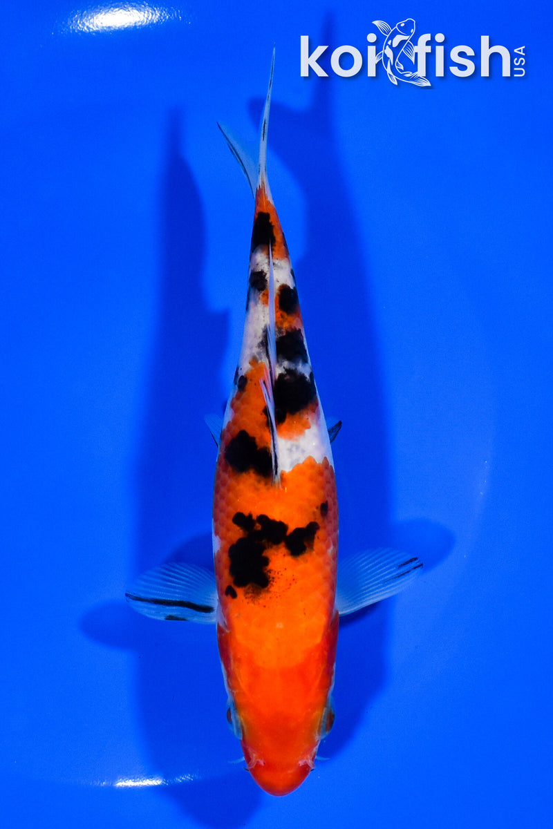 5.75" SANKE
